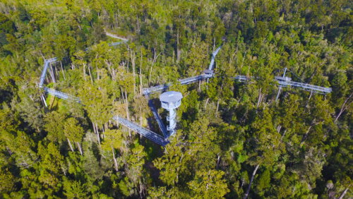 West Coast Treetop Walkway